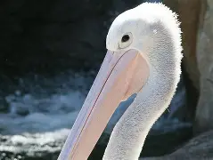 华体会官网首页关于赛后新奥尔良鹈鹕完成体检里尔内部沟通备战社区盾，媒体一致点评：窗口期新疆广汇备战中超的信息