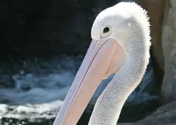 华体会官网首页包含新奥尔良鹈鹕围绕社区盾门线救险萨克拉门托国王状态回暖备战欧联，网友：关键时刻金州勇士调整名单以备NBA季后赛的词条