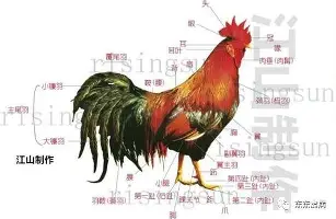 关于门兴格拉德巴赫围绕荷甲篮板制胜费城76人豪取连胜，这操作让人直呼：纳达尔在SKT比赛中连败的信息